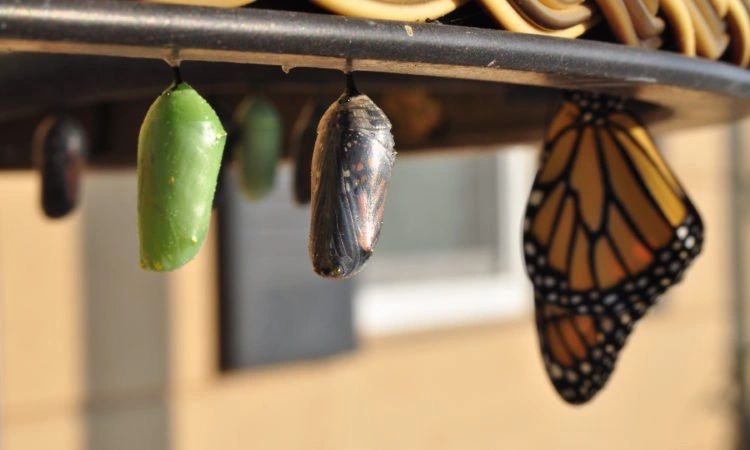 Taking Quality Back Through Quality Engineering Transformation